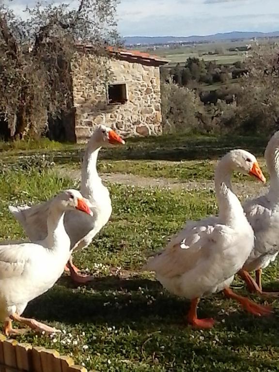 Casetta Dell'Uliveto Macchiascandona Dış mekan fotoğraf